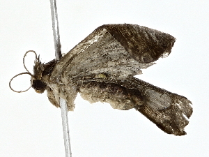  ( - BIOUG80709-E03)  @11 [ ] CreativeCommons - Attribution (2022) CBG Photography Group Centre for Biodiversity Genomics