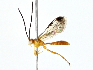  ( - BIOUG80750-C01)  @11 [ ] CreativeCommons - Attribution (2022) CBG Photography Group Centre for Biodiversity Genomics