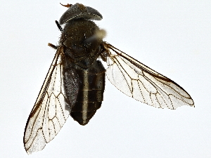  ( - BIOUG80750-F03)  @11 [ ] CreativeCommons - Attribution (2022) CBG Photography Group Centre for Biodiversity Genomics
