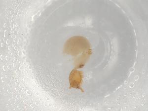  ( - BIOUG81474-H10)  @11 [ ] CreativeCommons - Attribution (2022) Centre for Biodiversity Genomics Centre for Biodiversity Genomics