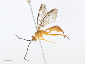  (Neotheronia Malaise9707 - CBG-A08767-E12)  @11 [ ] CreativeCommons - Attribution Share-Alike (2023) CBG Photography Group Centre for Biodiversity Genomics