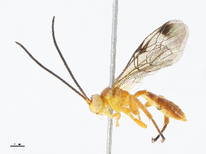  (ichMalasie01 Malaise1533 - CBG-A08768-C09)  @11 [ ] CreativeCommons - Attribution Share - Alike (2023) CBG Photography Group Centre for Biodiversity Genomics