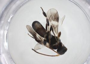  (Chelonus Malaise0302 - CBG-A18770-G01)  @11 [ ] CreativeCommons - Attribution Share - Alike (2023) Centre for Biodiversity Genomics Centre for Biodiversity Genomics