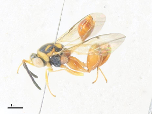  ( - CBG-A38513-A11)  @11 [ ] CreativeCommons - Attribution Share - Alike (2024) CBG Photography Group Centre for Biodiversity Genomics