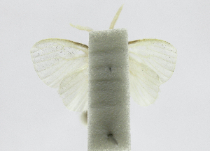  ( - 20-BAES-01532)  @11 [ ] CreativeCommons Attribution NonCommercial ShareAlike (2022) Bernardo Espinoza Guanacaste Dry Forest Conservation Fund