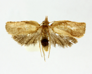  ( - 20-BIOALFA-001159)  @11 [ ] CreativeCommons - Attribution Non-Commercial Share-Alike (2023) Eugenie Phillips Guanacaste Dry Forest Conservation Fund