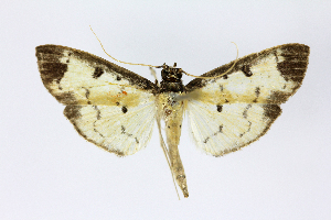  ( - 21-BIOALFA-001344)  @11 [ ] CreativeCommons - Attribution Non-Commercial Share-Alike (2023) Eugenie Phillips Guanacaste Dry Forest Conservation Fund