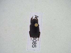  (Anaides spASolis01 - ASolis000085)  @11 [ ] CreativeCommons Attribution NonCommercial ShareAlike (2021) Angel Solis BioAlfa