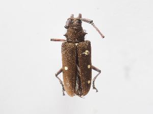  ( - ASolis003383)  @11 [ ] CreativeCommons - Attribution Non-Commercial Share-Alike (2022) Bernardo Espinoza Guanacaste Dry Forest Conservation Fund