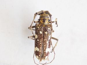  ( - ASolis003779)  @11 [ ] CreativeCommons - Attribution Non-Commercial Share-Alike (2022) Bernardo Espinoza Guanacaste Dry Forest Conservation Fund