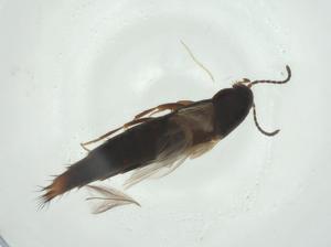  ( - CBG-A27456-E06)  @11 [ ] CreativeCommons - Attribution Share - Alike (2024) Centre for Biodiversity Genomics Centre for Biodiversity Genomics