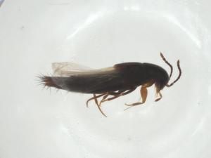  ( - CBG-A27458-F04)  @11 [ ] CreativeCommons - Attribution Share - Alike (2024) Centre for Biodiversity Genomics Centre for Biodiversity Genomics