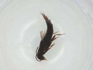  ( - CBG-A27464-B06)  @11 [ ] CreativeCommons - Attribution Share - Alike (2024) Centre for Biodiversity Genomics Centre for Biodiversity Genomics