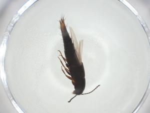  ( - CBG-A27464-F06)  @11 [ ] CreativeCommons - Attribution Share - Alike (2024) Centre for Biodiversity Genomics Centre for Biodiversity Genomics