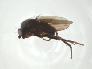  (Phthitia squamosa - CBG-A27464-H07)  @11 [ ] CreativeCommons - Attribution Share - Alike (2024) Centre for Biodiversity Genomics Centre for Biodiversity Genomics
