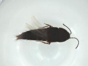  ( - CBG-A27465-E06)  @11 [ ] CreativeCommons - Attribution Share - Alike (2024) Centre for Biodiversity Genomics Centre for Biodiversity Genomics