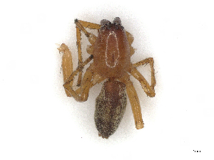  ( - CBG-A27536-H02)  @11 [ ] CreativeCommons - Attribution Share-Alike (2024) CBG Photography Group Centre for Biodiversity Genomics