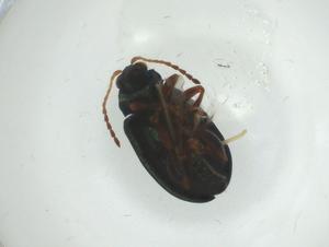  ( - CBG-A29409-C04)  @11 [ ] CreativeCommons - Attribution Share - Alike (2024) Centre for Biodiversity Genomics Centre for Biodiversity Genomics