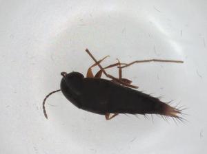  ( - CBG-A29410-G03)  @11 [ ] CreativeCommons - Attribution Share - Alike (2024) Centre for Biodiversity Genomics Centre for Biodiversity Genomics