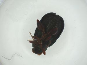  ( - CBG-A29412-B04)  @11 [ ] CreativeCommons - Attribution Share - Alike (2024) Centre for Biodiversity Genomics Centre for Biodiversity Genomics