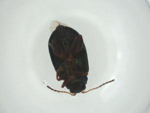  ( - CBG-A29412-C10)  @11 [ ] CreativeCommons - Attribution Share - Alike (2024) Centre for Biodiversity Genomics Centre for Biodiversity Genomics