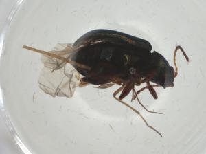  ( - CBG-A29415-D11)  @11 [ ] CreativeCommons - Attribution Share - Alike (2024) Centre for Biodiversity Genomics Centre for Biodiversity Genomics