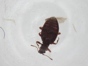  ( - CBG-A29422-G05)  @11 [ ] CreativeCommons - Attribution Share - Alike (2024) Centre for Biodiversity Genomics Centre for Biodiversity Genomics