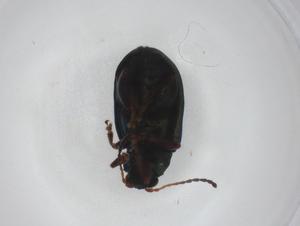  ( - CBG-A29444-A06)  @11 [ ] CreativeCommons - Attribution Share - Alike (2024) Centre for Biodiversity Genomics Centre for Biodiversity Genomics