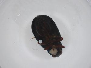  ( - CBG-A29444-D08)  @11 [ ] CreativeCommons - Attribution Share - Alike (2024) Centre for Biodiversity Genomics Centre for Biodiversity Genomics