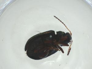  ( - CBG-A29446-C03)  @11 [ ] CreativeCommons - Attribution Share - Alike (2024) Centre for Biodiversity Genomics Centre for Biodiversity Genomics