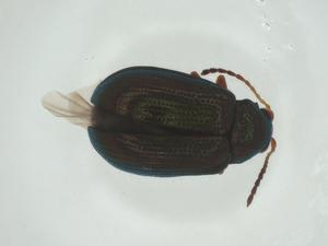  ( - CBG-A29446-E06)  @11 [ ] CreativeCommons - Attribution Share - Alike (2024) Centre for Biodiversity Genomics Centre for Biodiversity Genomics