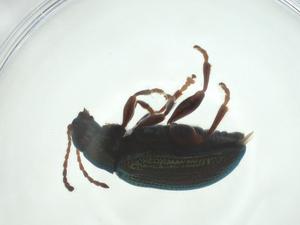  ( - CBG-A29446-F01)  @11 [ ] CreativeCommons - Attribution Share - Alike (2024) Centre for Biodiversity Genomics Centre for Biodiversity Genomics