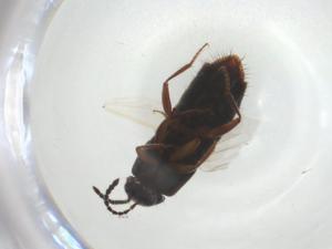  ( - CBG-A29449-F02)  @11 [ ] CreativeCommons - Attribution Share - Alike (2024) Centre for Biodiversity Genomics Centre for Biodiversity Genomics