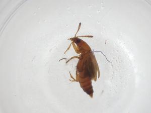  ( - CBG-A29454-B01)  @11 [ ] CreativeCommons - Attribution Share - Alike (2024) Centre for Biodiversity Genomics Centre for Biodiversity Genomics