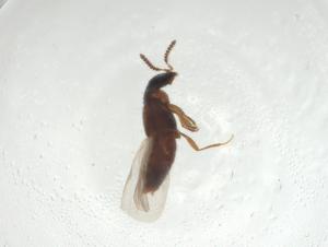  ( - CBG-A29456-B12)  @11 [ ] CreativeCommons - Attribution Share - Alike (2024) Centre for Biodiversity Genomics Centre for Biodiversity Genomics