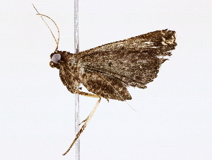  (Tarista Malaise2131 - BIOUG76520-B07)  @11 [ ] CreativeCommons - Attribution (2022) CBG Photography Group Centre for Biodiversity Genomics