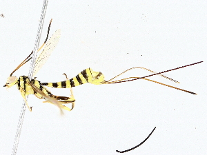  ( - BIOUG76523-C07)  @11 [ ] CreativeCommons - Attribution (2022) CBG Photography Group Centre for Biodiversity Genomics