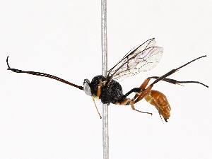  (ichJanzen01 Janzen3288 - BIOUG76524-A10)  @11 [ ] CreativeCommons - Attribution (2022) CBG Photography Group Centre for Biodiversity Genomics