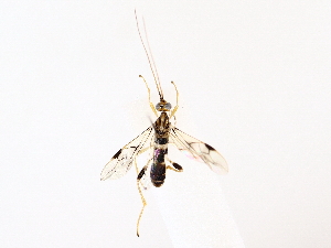  ( - BIOUG76524-C11)  @11 [ ] CreativeCommons - Attribution (2022) CBG Photography Group Centre for Biodiversity Genomics