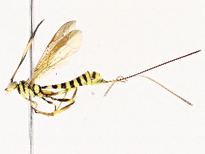  ( - BIOUG76525-D08)  @11 [ ] CreativeCommons - Attribution (2022) CBG Photography Group Centre for Biodiversity Genomics