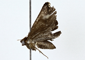  ( - BIOUG76553-A12)  @11 [ ] CreativeCommons - Attribution (2022) CBG Photography Group Centre for Biodiversity Genomics