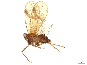  (Kinnaridae - BIOUG78472-F09)  @15 [ ] CreativeCommons - Attribution (2023) CBG Photography Group Centre for Biodiversity Genomics