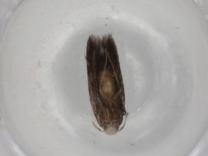  (elachMalaise01 Malaise9152 - BIOUG78859-G03)  @11 [ ] CreativeCommons - Attribution (2022) Centre for Biodiversity Genomics Centre for Biodiversity Genomics