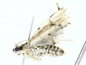  ( - BIOUG80127-C07)  @11 [ ] CreativeCommons - Attribution (2022) CBG Photography Group Centre for Biodiversity Genomics