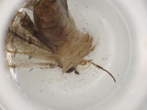  ( - BIOUG88738-A04)  @11 [ ] CreativeCommons - Attribution (2022) Centre for Biodiversity Genomics Centre for Biodiversity Genomics