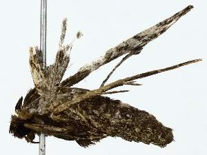  ( - BIOUG85482-B06)  @11 [ ] CreativeCommons - Attribution (2022) CBG Photography Group Centre for Biodiversity Genomics