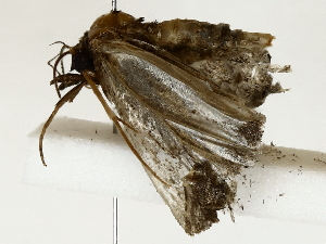  ( - BIOUG85482-H04)  @11 [ ] CreativeCommons - Attribution (2022) CBG Photography Group Centre for Biodiversity Genomics