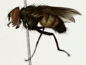  ( - BIOUG85493-A01)  @11 [ ] CreativeCommons - Attribution (2022) CBG Photography Group Centre for Biodiversity Genomics