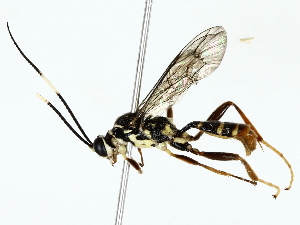  ( - BIOUG85509-H09)  @11 [ ] CreativeCommons - Attribution (2022) CBG Photography Group Centre for Biodiversity Genomics