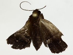  ( - BIOUG85512-H04)  @11 [ ] CreativeCommons - Attribution (2022) CBG Photography Group Centre for Biodiversity Genomics